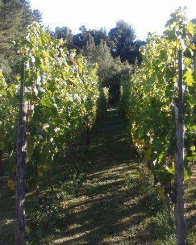Gestionan la declaraci�n de Chubut como provincia vitivin�cola