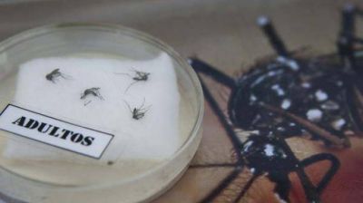 Confirman que hay 76 pacientes con dengue en el territorio provincial