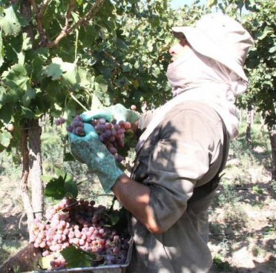 Por el clima en Mendoza tambi�n sube la uva com�n