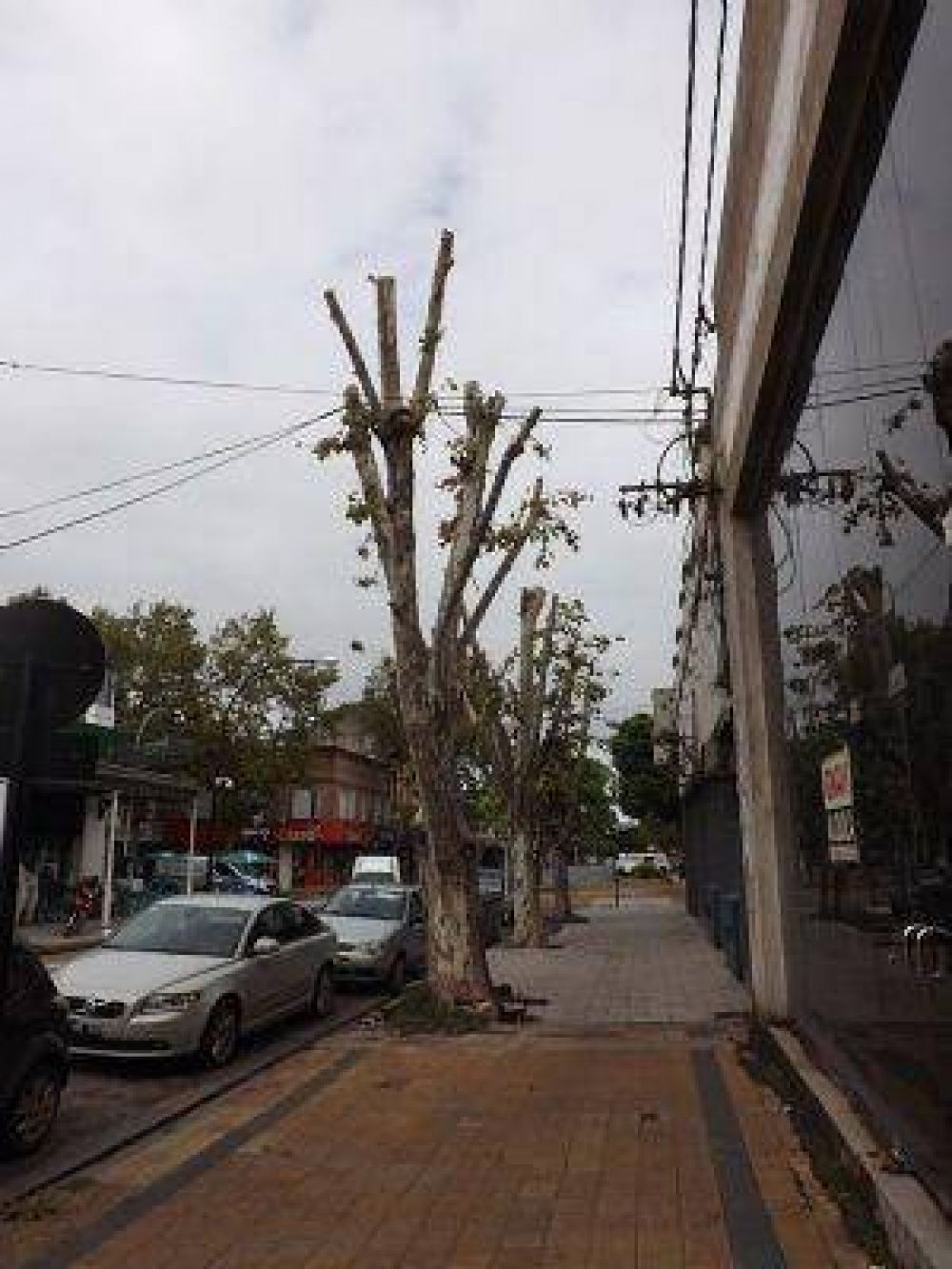 Poda y arbolado: un equilibrio necesario