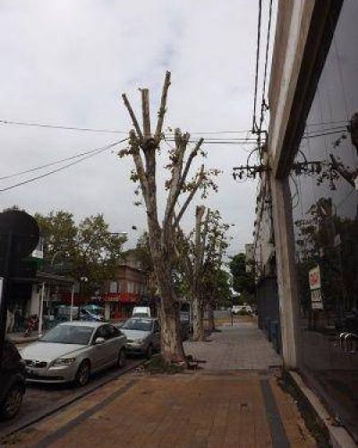 Poda y arbolado: un equilibrio necesario
