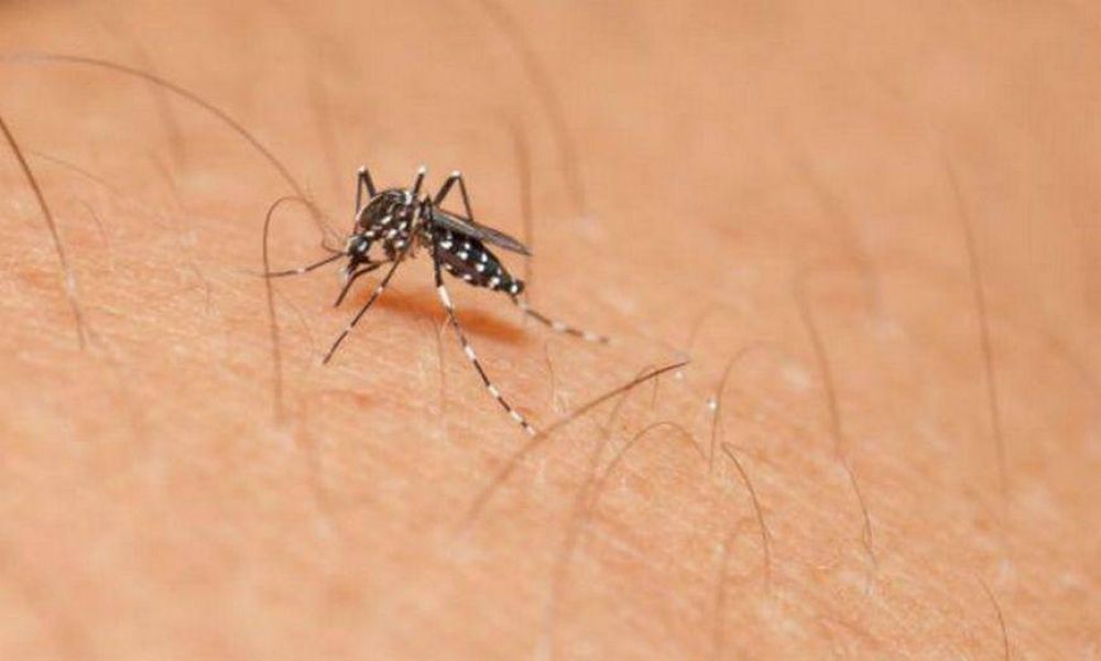Se suman 51 casos autctonos de dengue en Crdoba