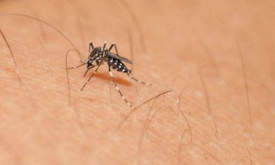 Se suman 51 casos aut�ctonos de dengue en C�rdoba