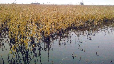 Exceso de lluvias: Estiman casi US$ 2000 millones de p�rdidas en la soja
