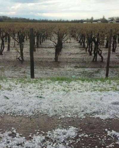 La Naci�n declar� la emergencia agropecuaria para distintas producciones en Mendoza