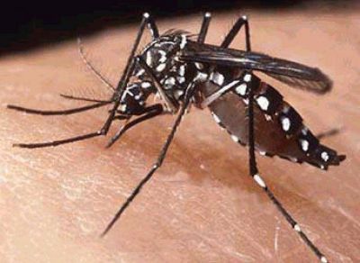 Proponen ley para declarar a Salta zona de alerta y vigilancia epidemiol�gica por el dengue