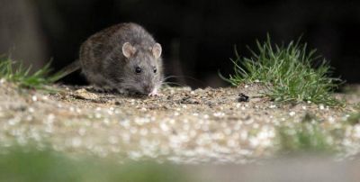 Los dos casos mortales de hantavirus en la provincia fueron aut�ctonos