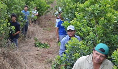 Naci�n fij� en 4,80 pesos el nuevo precio de la hoja verde de yerba mate