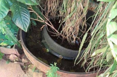 Dengue: son 782 los casos confirmados y esperan pico para fines de abril