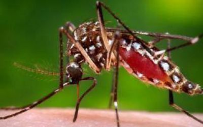 Ca�uelas: Se confirm� un caso de dengue en Vicente Casares