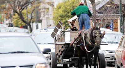 Lanzan concurso de ideas para erradicar la tracci�n a sangre