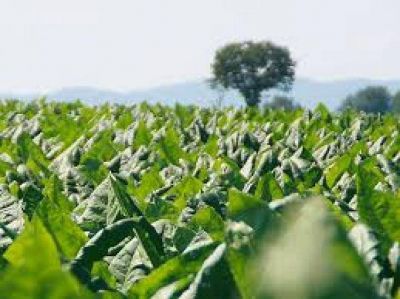 Senadores piden declarar la emergencia agropecuaria en siete departamentos