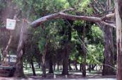 La Plata: Municipio busca instalar una planta de Tratamiento para la poda