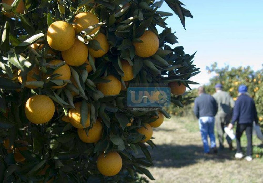 El consumidor pag� 5,6 veces m�s en marzo que lo que recibi� el productor