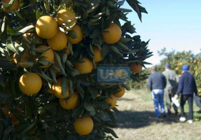El consumidor pag� 5,6 veces m�s en marzo que lo que recibi� el productor