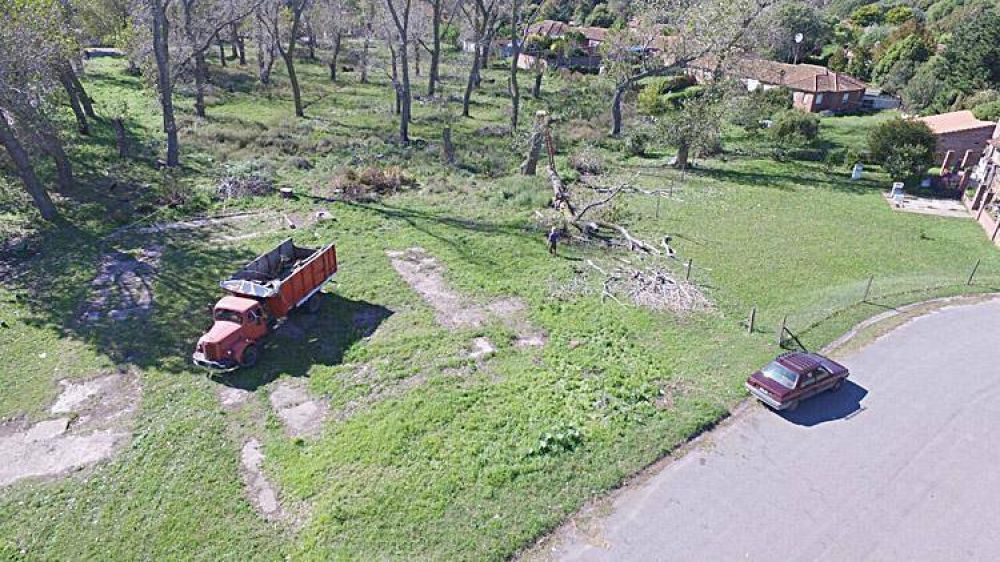 Denuncian tala indiscriminada de �rboles en Lomas del Golf