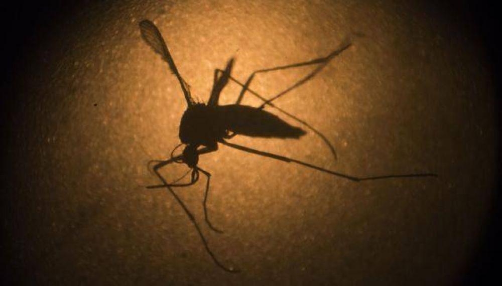 Hay 77 nuevos casos de dengue en C�rdoba y totalizan 726