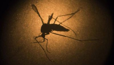 Hay 77 nuevos casos de dengue en C�rdoba y totalizan 726