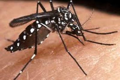 En Misiones, se registraron 10.890 casos sospechosos de dengue