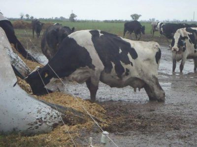 La crisis l�ctea en Santa Fe podr�a repercutir en las g�ndolas