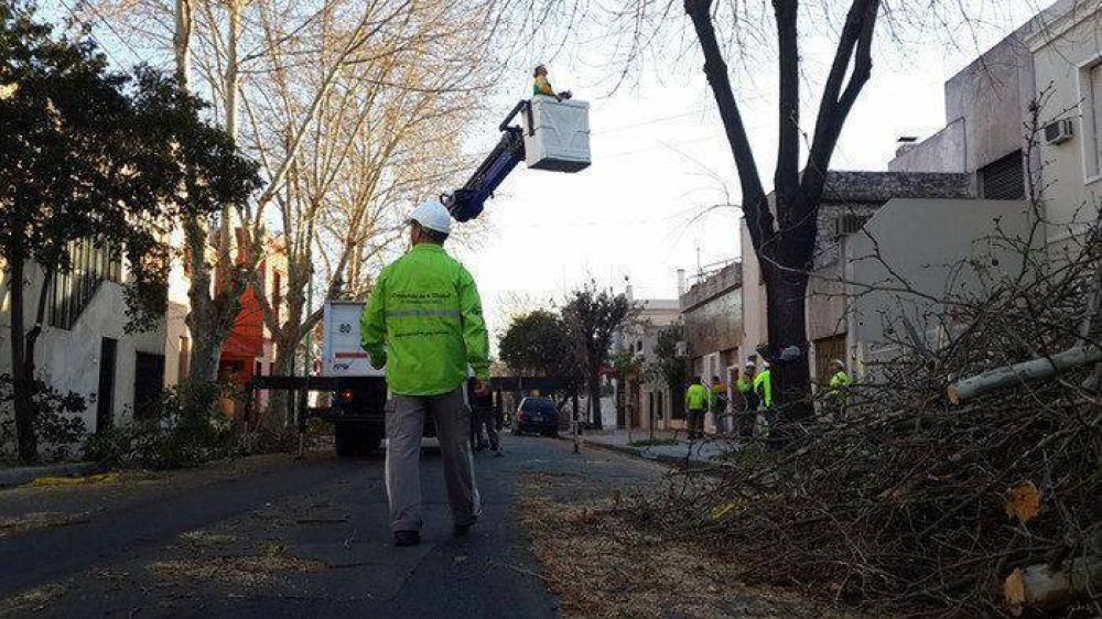 Comienza la campa�a invernal de poda