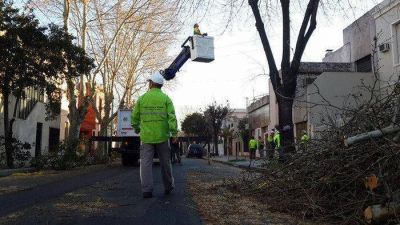 Comienza la campa�a invernal de poda