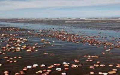 Masiva mortandad de caracoles por una sudestada en Pehuen C�
