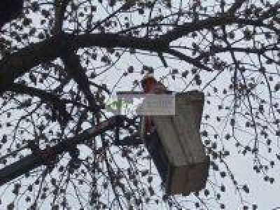 Comenzaron los trabajos de poda