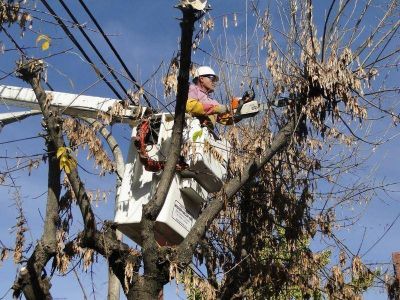 Empez� la �poca de poda en Brown