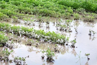 Disminuy� la cosecha de soja y hay p�rdidas por m�s de $5 millones en Entre R�os
