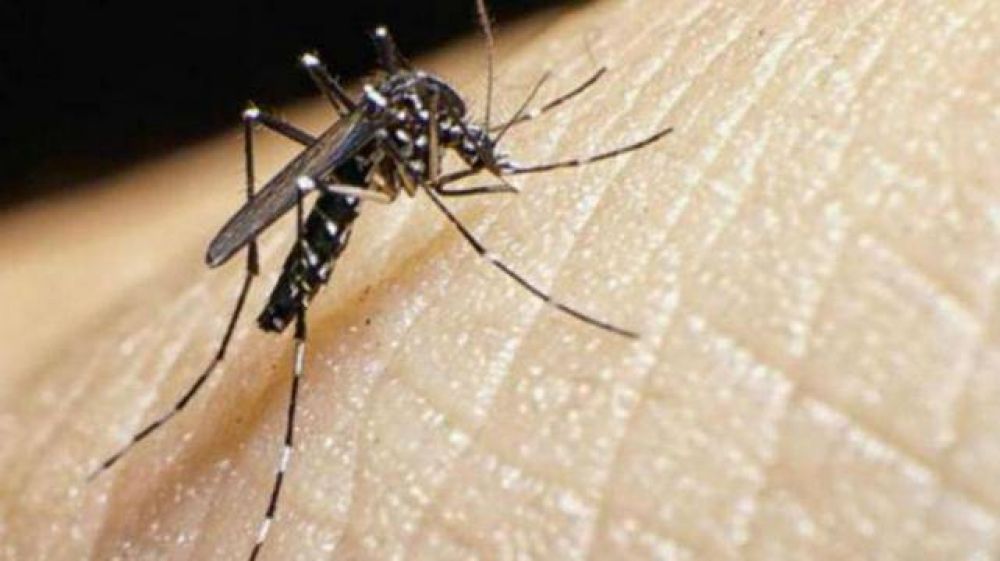 El Gobierno confirma dos casos de zika en Tucumn
