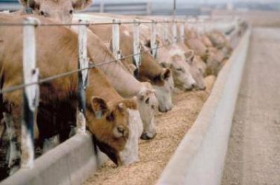 Reclaman al SENASA que concreta la unificaci�n comercial ganadera en la Patagonia
