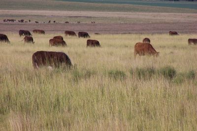 Se posterg� la reuni�n entre las sociedades rurales y el ministro de Medio Ambiente, Campo y Producci�n