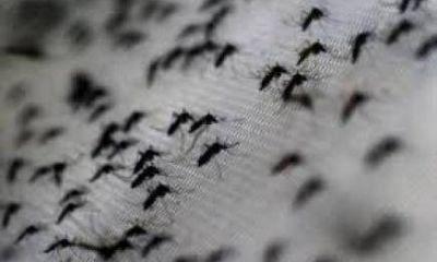 Salud P�blica inform� que son 12.300 los casos sospechosos de dengue en Misiones
