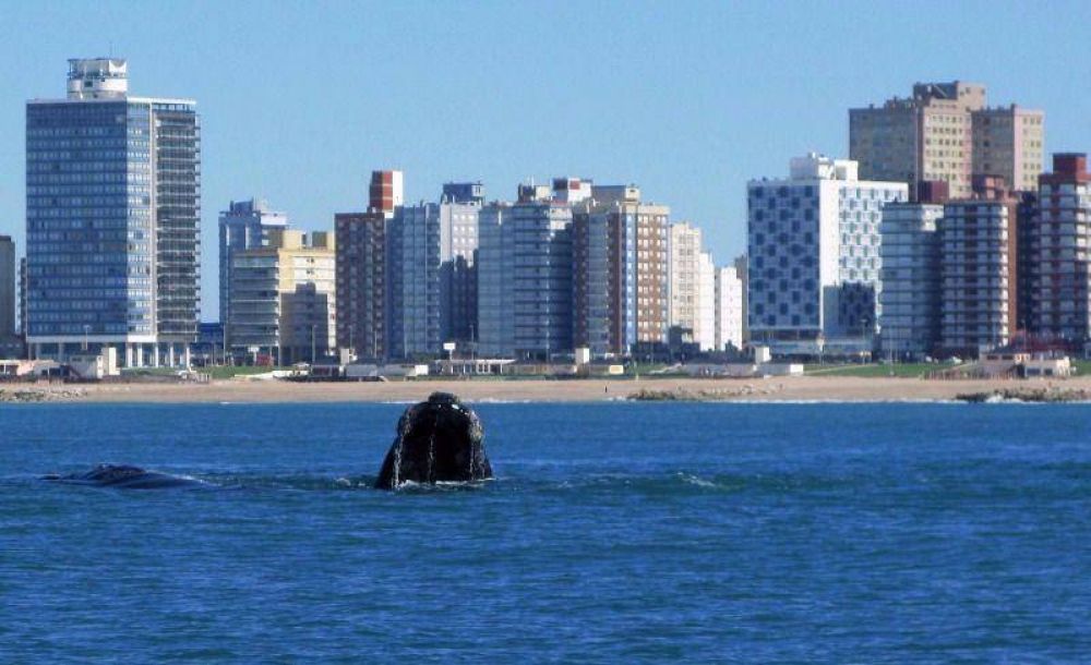 Miramar recibi� la primera ballena del a�o