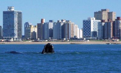 Miramar recibi� la primera ballena del a�o