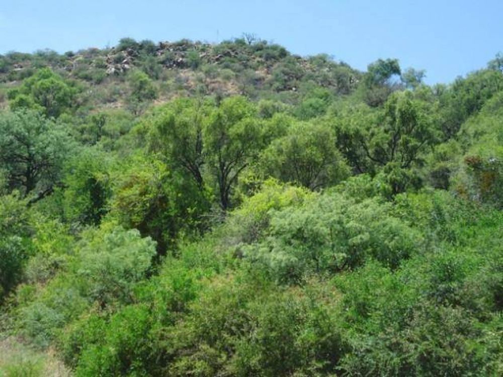 Bosque nativo: un aliado estrat�gico para el balance h�drico de la Cuenca del Morro
