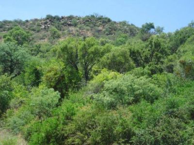 Bosque nativo: un aliado estrat�gico para el balance h�drico de la Cuenca del Morro