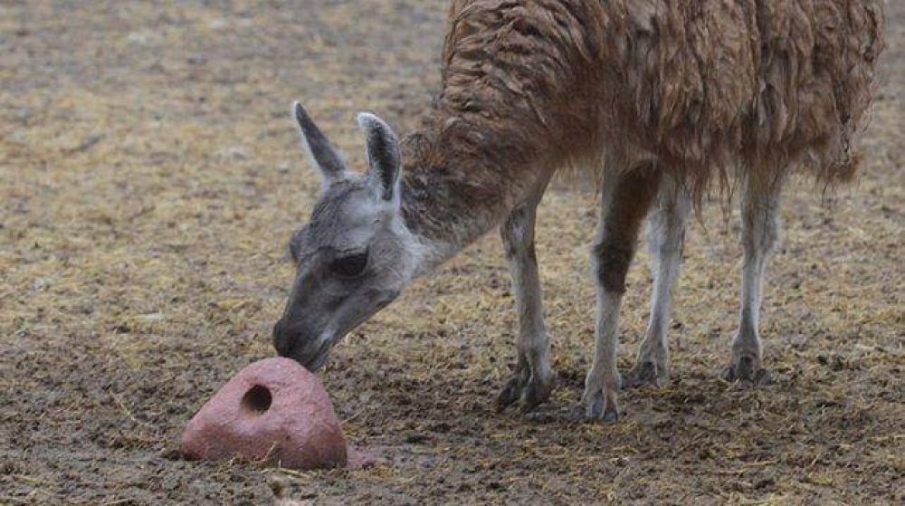 Desde ATE apuntaron a la Direcci�n del Zoo: 