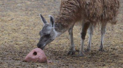 Desde ATE apuntaron a la Direcci�n del Zoo: 
