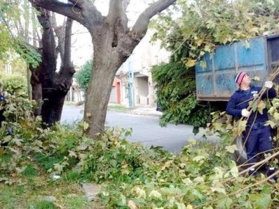Tareas de desmalezado y recolecci�n de ramas