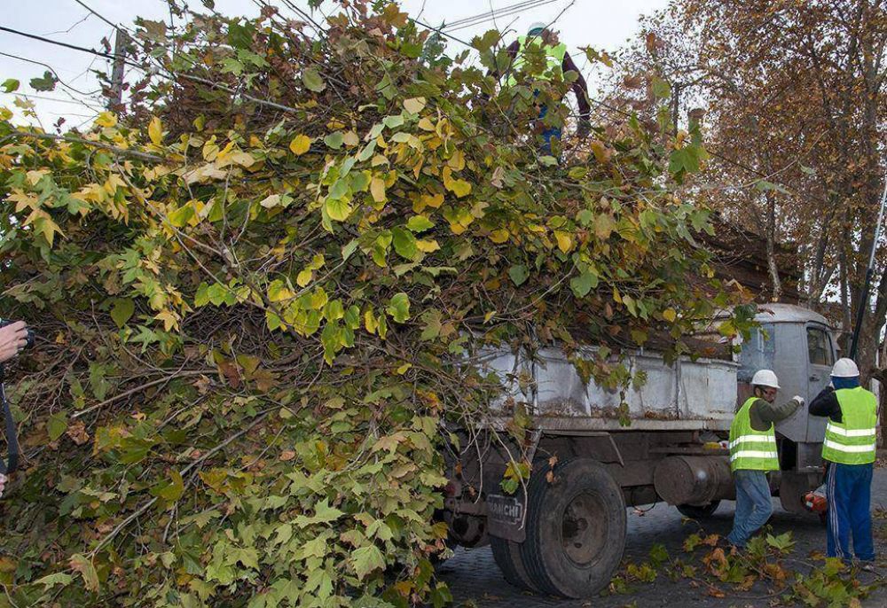 Con la poda comenz� el redimensionamiento del arbolado de la v�a p�blica urbana