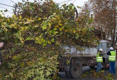 Con la poda comenz� el redimensionamiento del arbolado de la v�a p�blica urbana