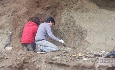 Paseaba por la playa y encontr� los restos de un mastodonte de casi un mill�n de a�os