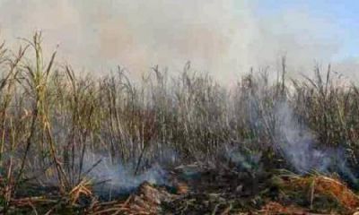 Medio Ambiente busca erradicar la quema de ca�a