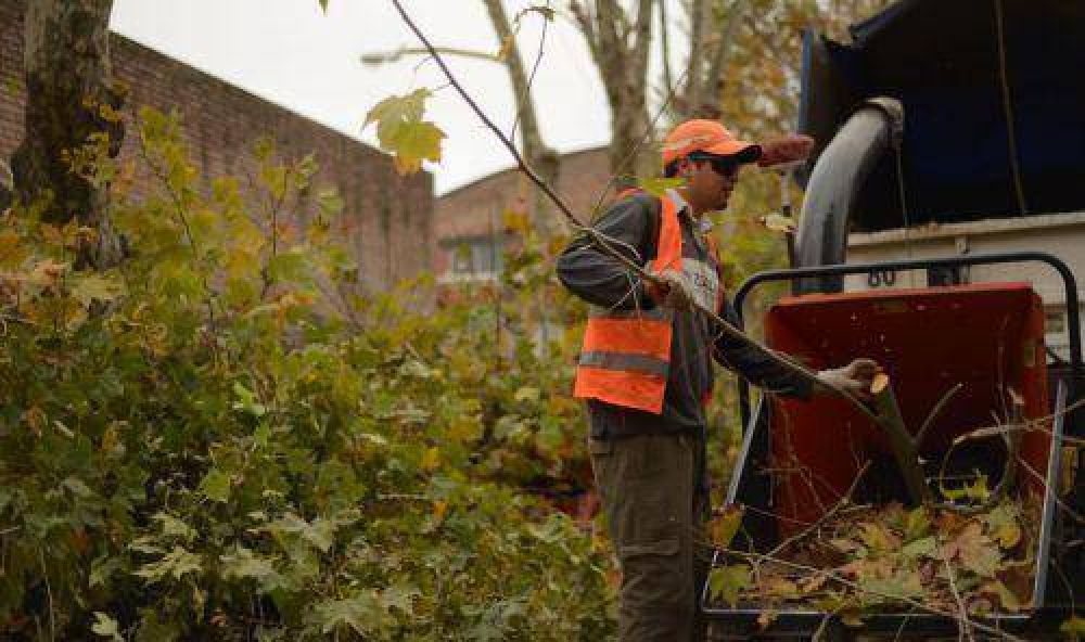 Contin�a la poda en el casco civil