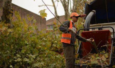 Contin�a la poda en el casco civil