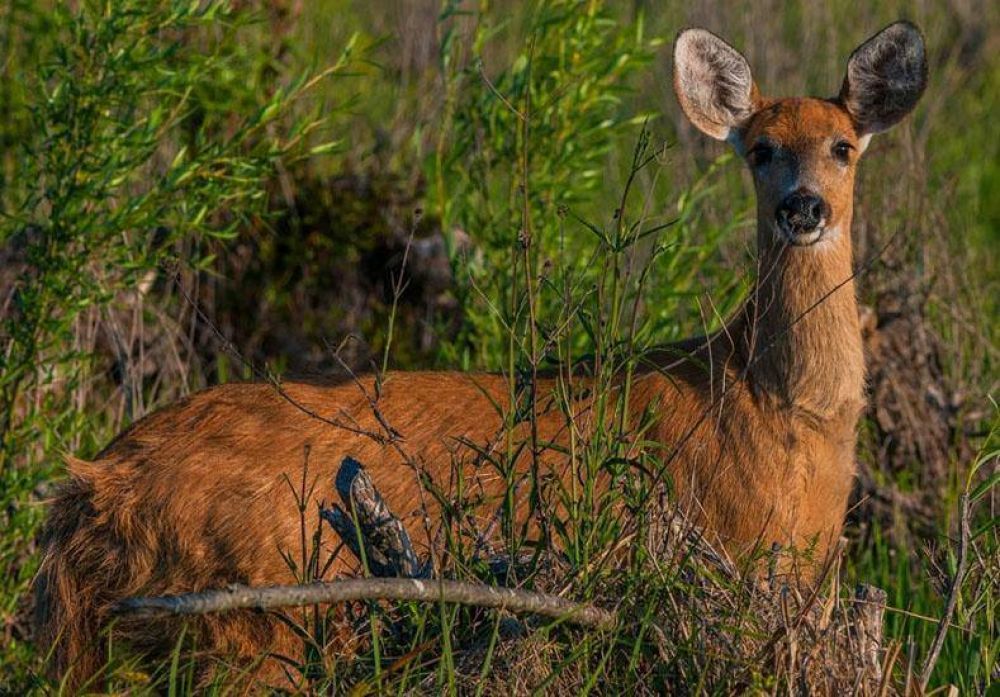 Declararon la emergencia para proteger al ciervo de los pantanos del Delta del Paran