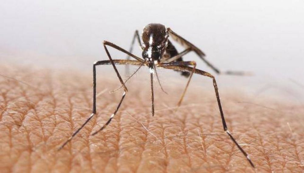 El dengue no para: hay 14 nuevos casos