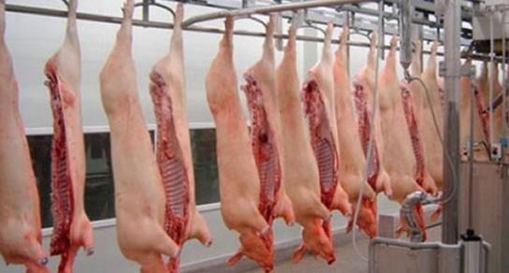 Complicada situaci�n de los productores de cerdo